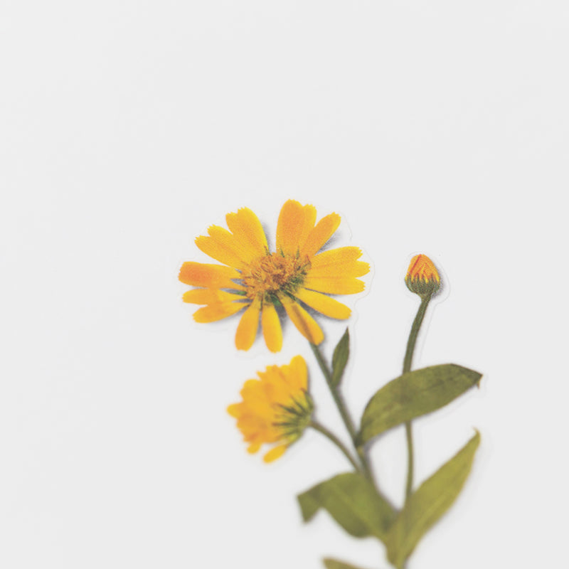 Stickers de Flores Prensadas Calendula