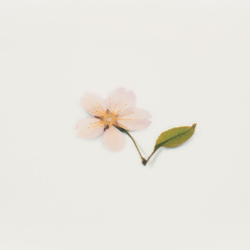 Stickers de Flores Prensadas Cherry Blossom