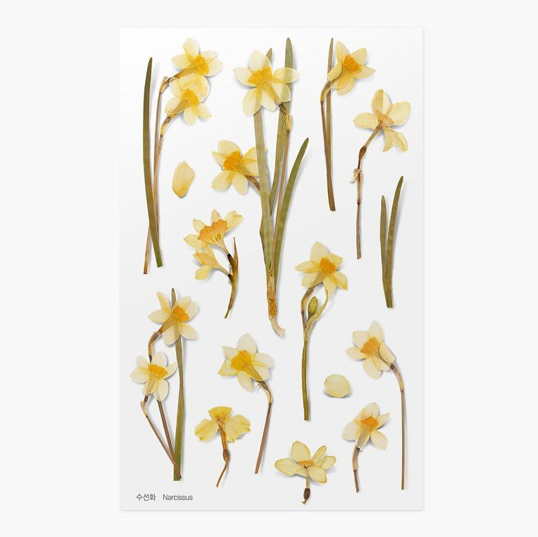 Stickers de Flores Prensadas Narcissus