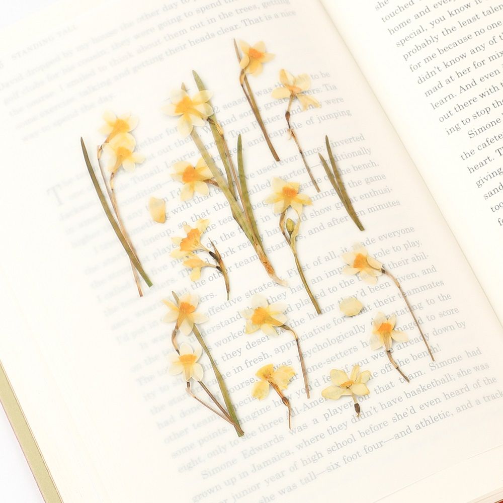 Stickers de Flores Prensadas Narcissus