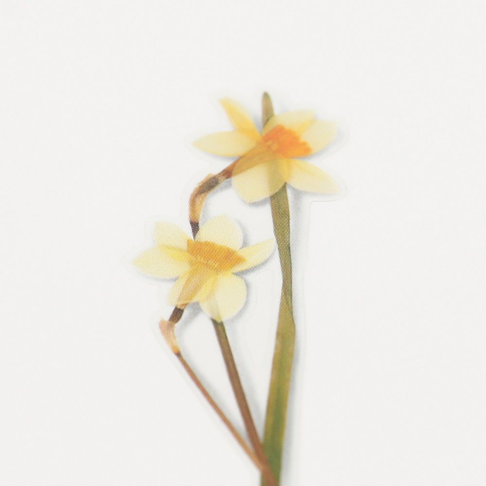 Stickers de Flores Prensadas Narcissus