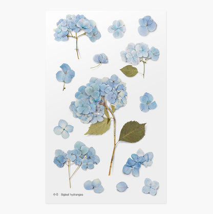 Stickers de Flores Prensadas Hydrangea