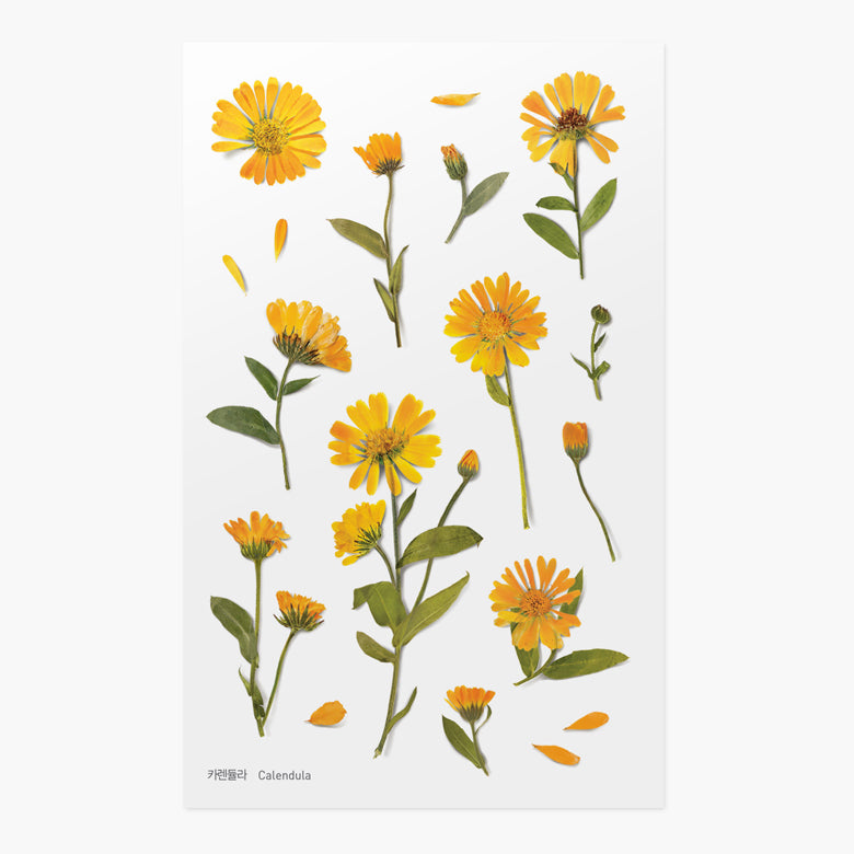 Stickers de Flores Prensadas Calendula