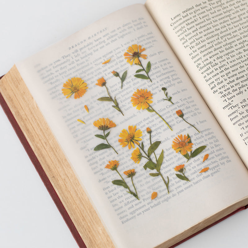Stickers de Flores Prensadas Calendula