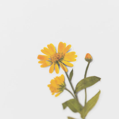 Stickers de Flores Prensadas Calendula