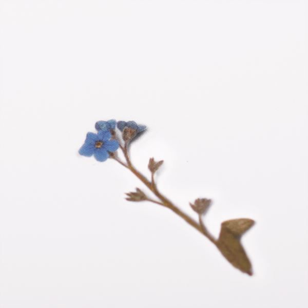 Stickers de Flores Prensadas Forget Me Not