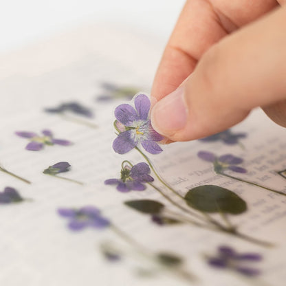 Stickers de Flores Prensadas Manchurian Violet