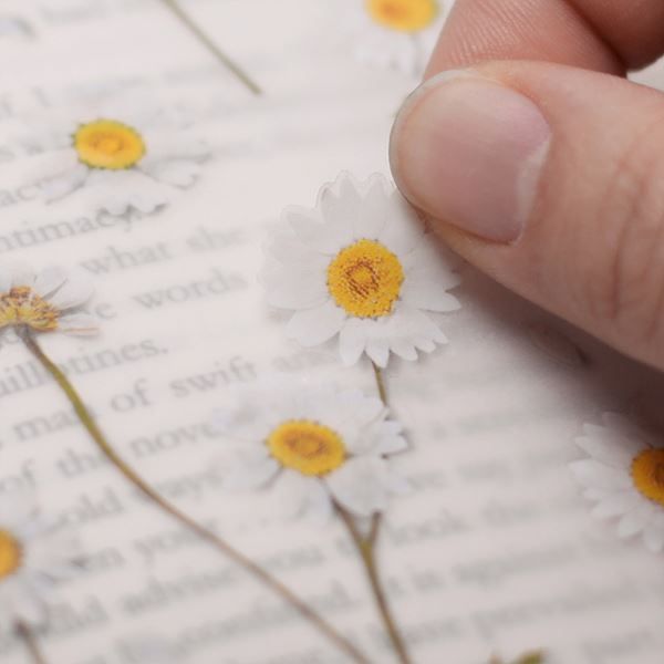 Stickers de Flores Prensadas Marguerite