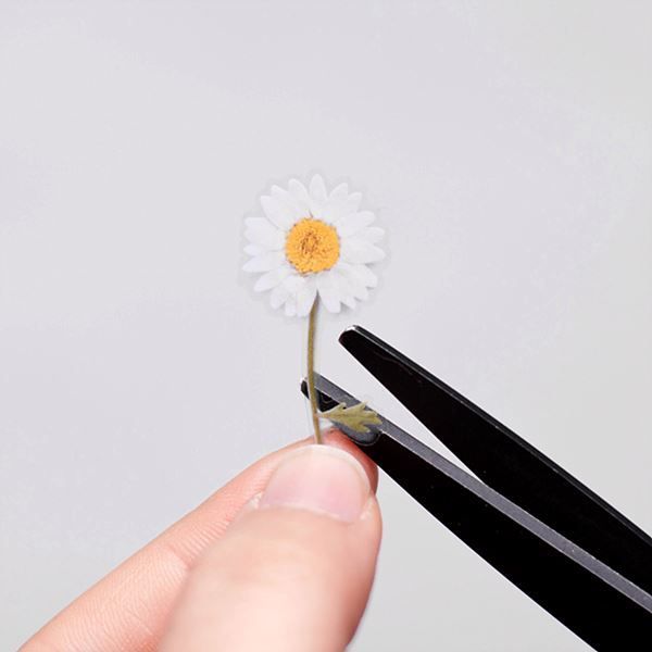 Stickers de Flores Prensadas Marguerite