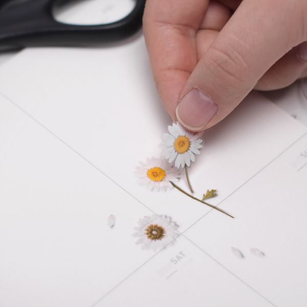 Stickers de Flores Prensadas Marguerite