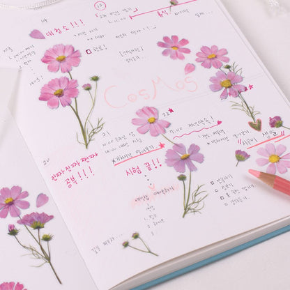 Stickers de Flores Prensadas Cosmos
