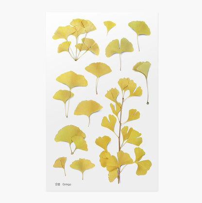 Stickers de Flores Prensadas Ginkgo