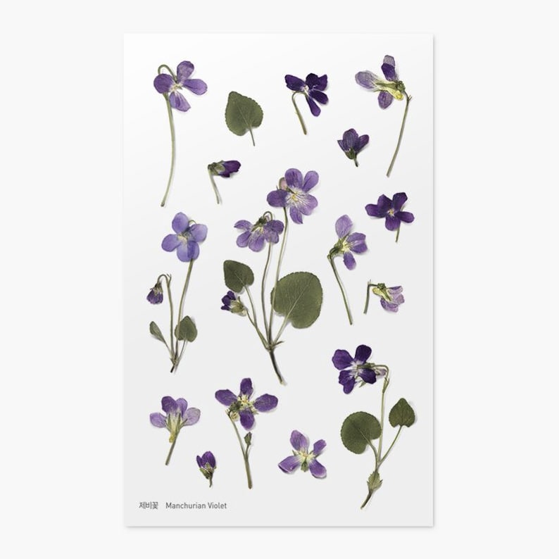 Stickers de Flores Prensadas Manchurian Violet