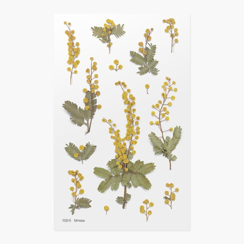 Stickers de Flores Prensadas Mimosa
