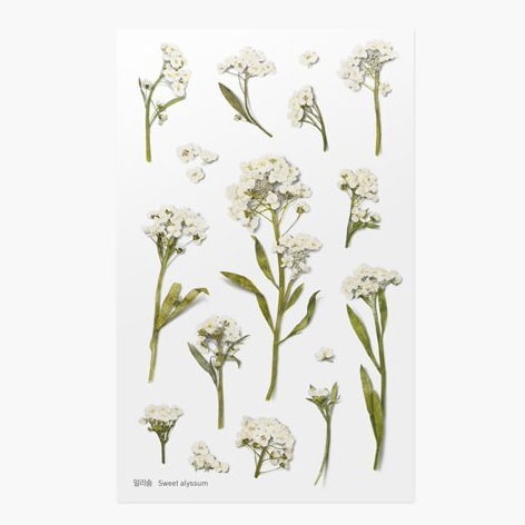 Stickers de Flores Prensadas Sweet Alyssum