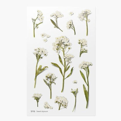 Stickers de Flores Prensadas Sweet Alyssum