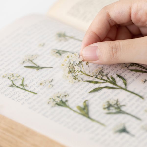 Stickers de Flores Prensadas Sweet Alyssum