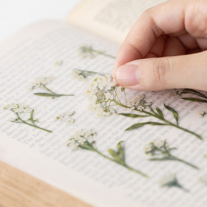 Stickers de Flores Prensadas Sweet Alyssum