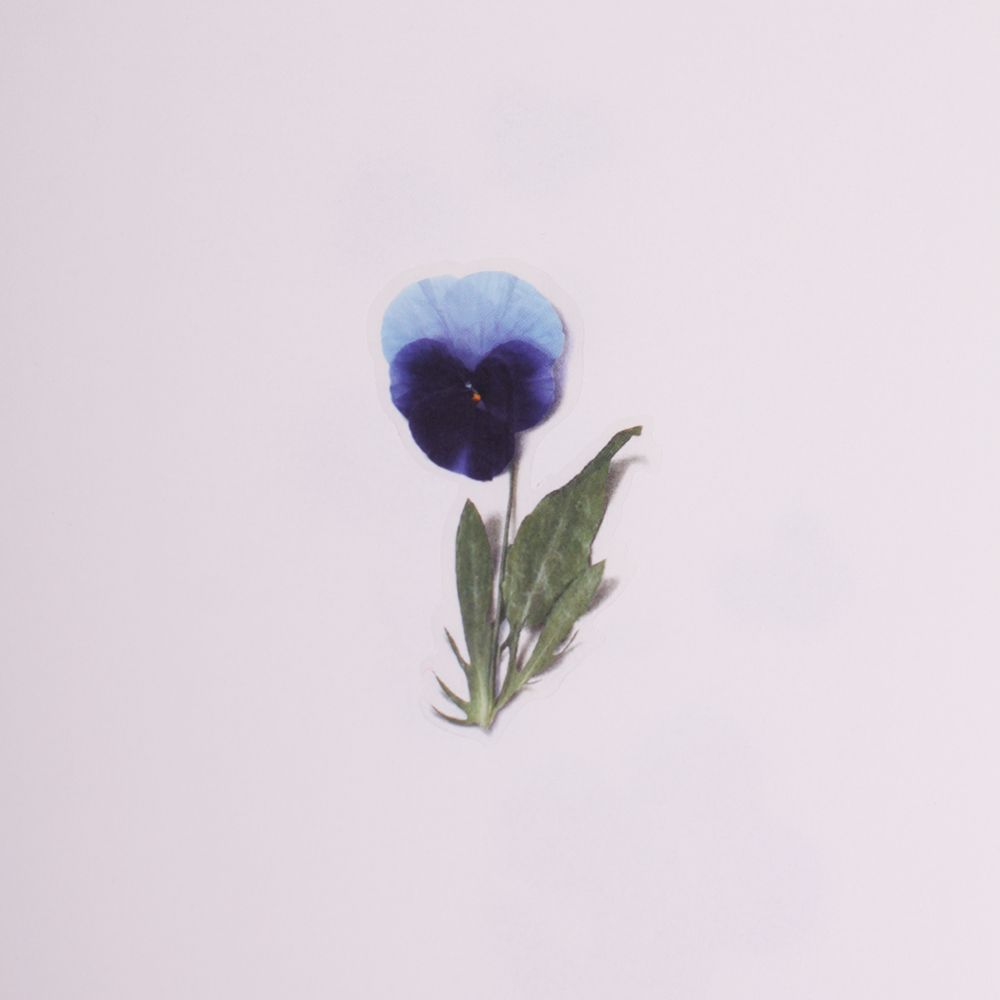 Stickers de Flores Prensadas Pansy