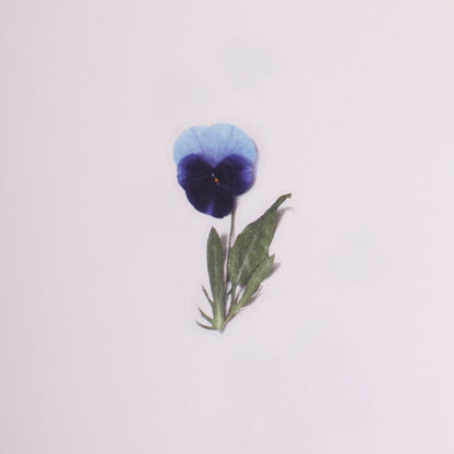 Stickers de Flores Prensadas Pansy