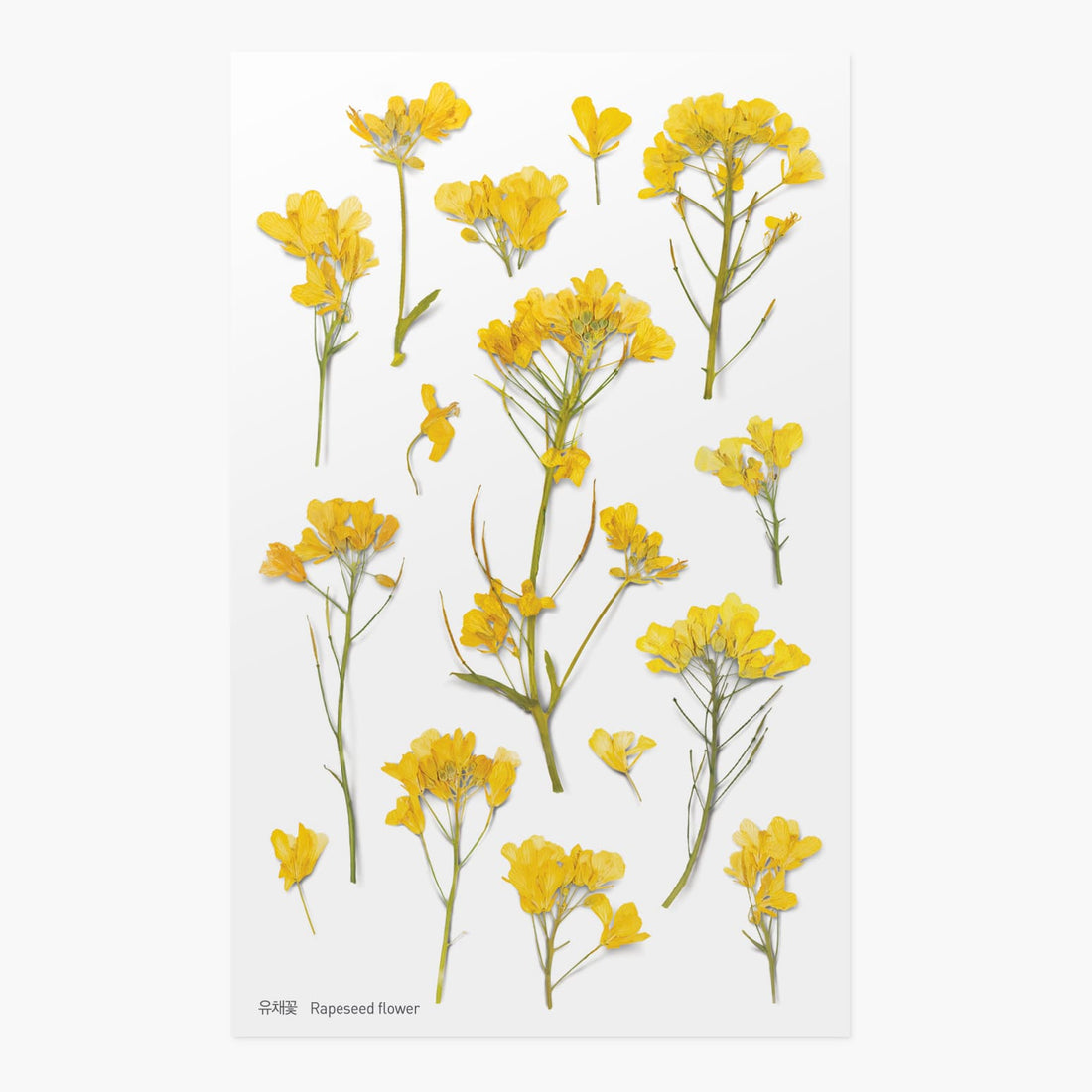 Stickers de Flores Prensadas Rapeseed Flower