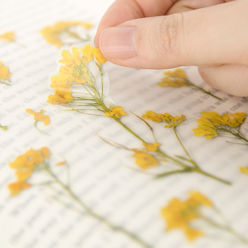 Stickers de Flores Prensadas Rapeseed Flower