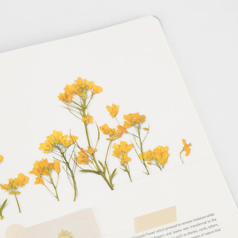 Stickers de Flores Prensadas Rapeseed Flower